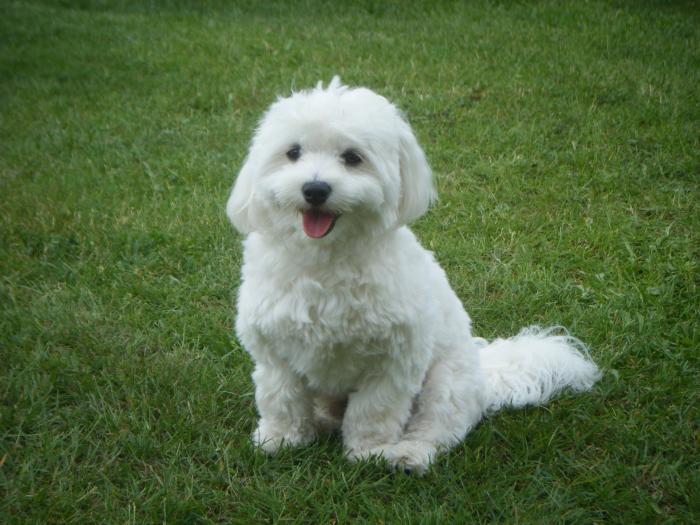 bichon maltais bichon maltais