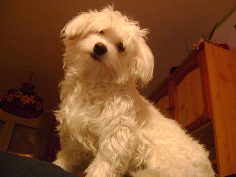 bichon maltais bichon maltais