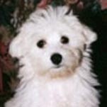 Bichon maltais