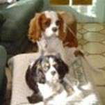 Cavalier King charles