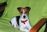 Jack russel