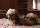 Lhassa apso