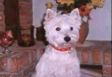 West Highland white terrier