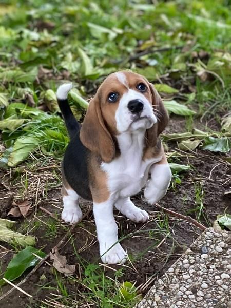 Alimention chien chiot