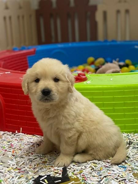  Education et dressage chien