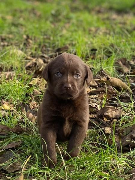 Chien Elevage Notre Dame Chien Elevage Notre Dame