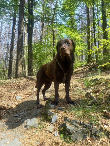 Labrador