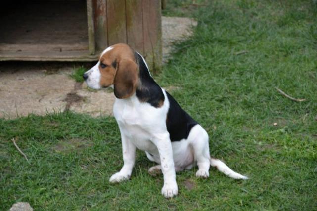 adoption de chiot Dunkerque