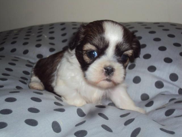 Vaccination chiots vermifuge chiens