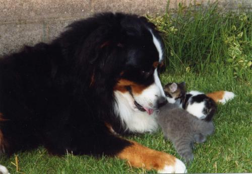 Chiot Bouvier Bernois - Acheter et réserver un chiot Bouvier Bernois –