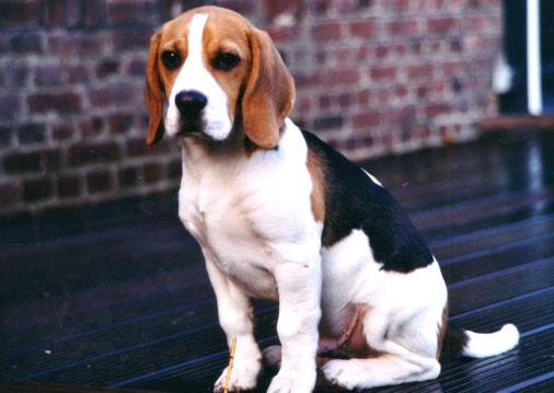 Beagle Vente Beagle Nord Elevage Canin Dunkerque