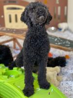 Sophie