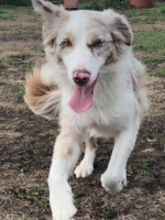Sybelle