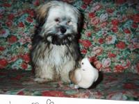 Lhassa Apso