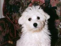 Bichon Maltais