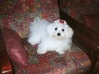 Bichon Maltais