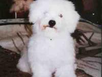 Bichon Frisé