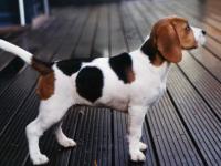 Beagle