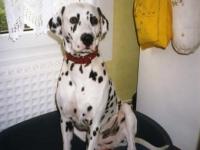 Dalmatien