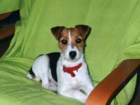 Jack Russel et Parson Russel