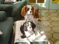 Cavalier King Charles