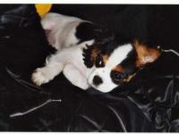 Cavalier King Charles