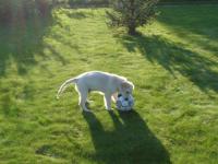 Golden retriever