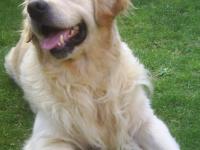 Golden retriever