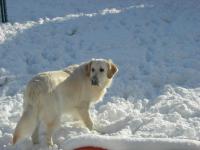 Golden retriever