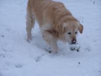 Golden retriever