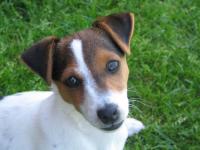 Jack Russel et Parson Russel