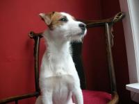 Jack Russel et Parson Russel