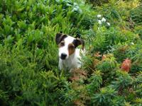 Jack Russel et Parson Russel