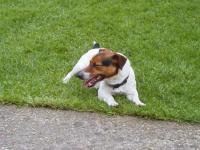 Jack Russel et Parson Russel