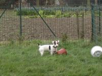 Jack Russel et Parson Russel