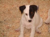 Jack Russel et Parson Russel