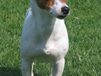 Jack Russel et Parson Russel