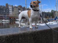 Jack Russel et Parson Russel