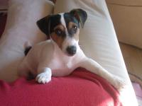 Jack Russel et Parson Russel