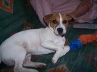 Jack Russel et Parson Russel