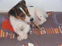 Jack Russel et Parson Russel