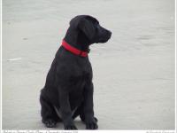 Labrador