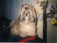 Lhassa apso