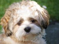 Lhassa apso