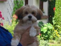 Lhassa apso