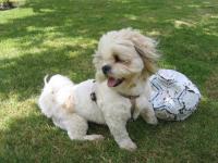 Lhassa apso