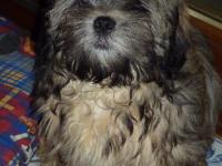 Lhassa apso