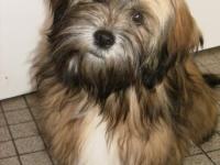 Lhassa apso