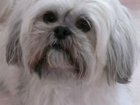 Lhassa apso