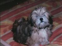 Lhassa apso